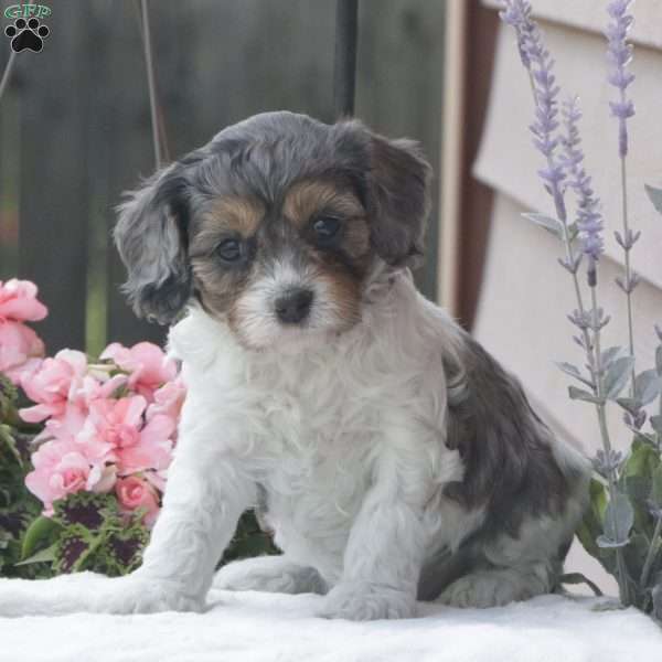 Shelly, Cavapoo Puppy